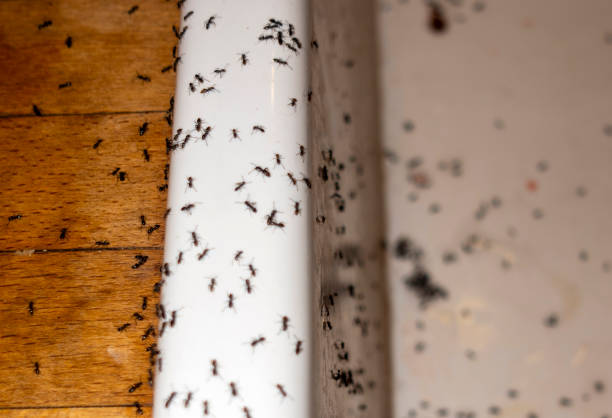 Professional Pest Control in Canal Fulton, OH