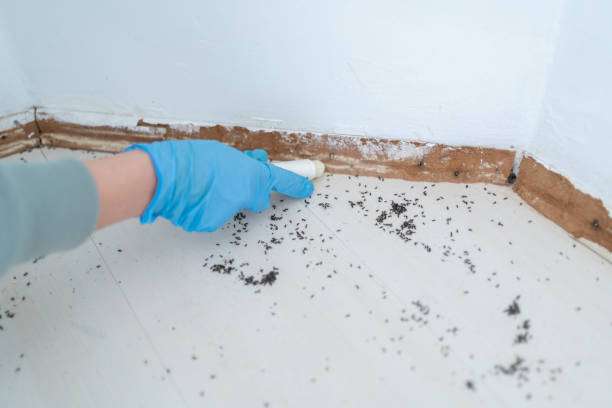 Best Local Pest Control Services  in Canal Fulton, OH